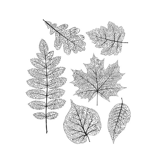 Stampers Anonymous - Tim Holtz - Cling Mounted Rubber Stamp Set - Pressed Foliage 1 Stampers Anonymous - Tim Holtz - Cling Mounted Rubber Stamp Set - Pressed Foliage