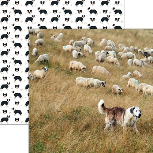 Reminisce - Oh Sheep Collection - 12 x 12 Double Sided Paper - Herding 1 Reminisce - Oh Sheep Collection - 12 x 12 Double Sided Paper - Herding