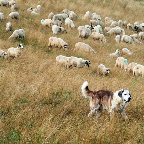 Reminisce - Oh Sheep Collection - 12 x 12 Double Sided Paper - Herding 2 Reminisce - Oh Sheep Collection - 12 x 12 Double Sided Paper - Herding