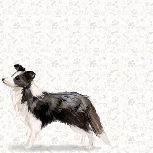 Scrapbook Customs - 12 x 12 Double Sided Paper - Border Collie Watercolor