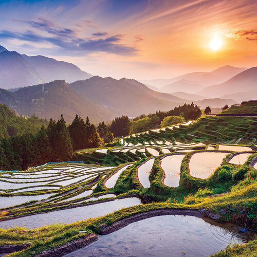 Reminisce - Japan Collection - 12 x 12 Double Sided Paper - Rice Fields